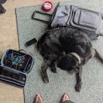 Serenity Holistic Vet