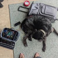 Serenity Holistic Vet ico