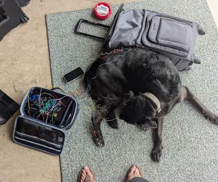 Serenity Holistic Vet