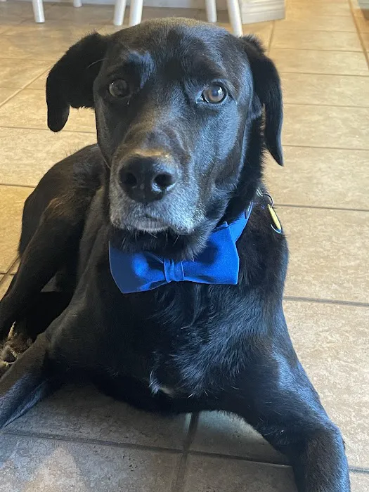 Serenity Holistic Vet Picture 4