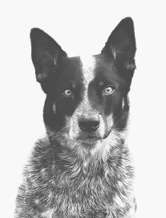 Serenity Holistic Vet Picture 10