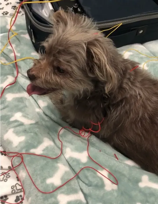 Serenity Holistic Vet Picture 9