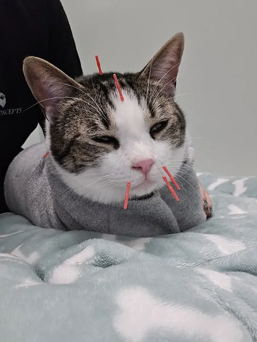 Serenity Holistic Vet Picture 8