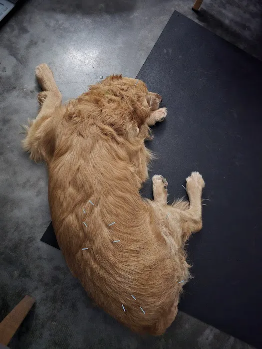 Serenity Holistic Vet Picture 6