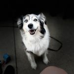 Murrieta Animal Hospital