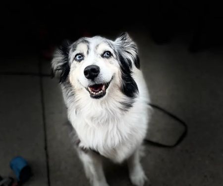 Murrieta Animal Hospital