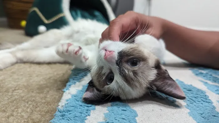 Murrieta Animal Hospital Picture 3