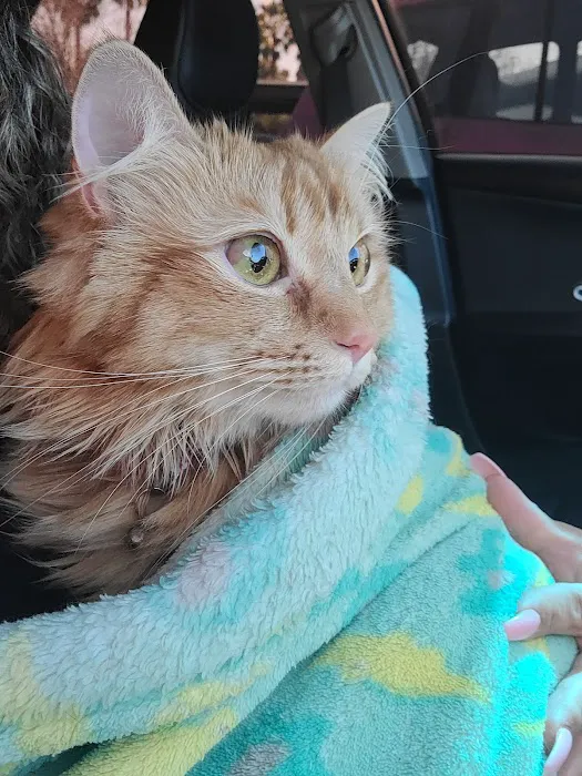 Murrieta Animal Hospital Picture 5