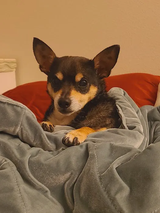 Murrieta Animal Hospital Picture 8