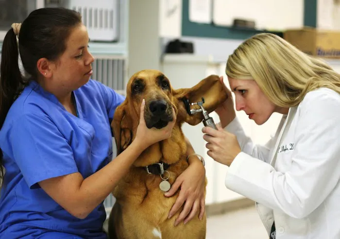 Murrieta Animal Hospital Picture 10