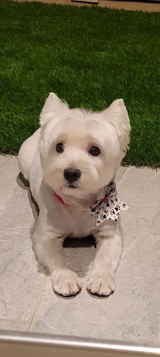 Sycamore Creek Animal Hospital Picture 1