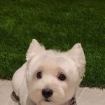 Sycamore Creek Animal Hospital