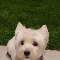 Sycamore Creek Animal Hospital ico