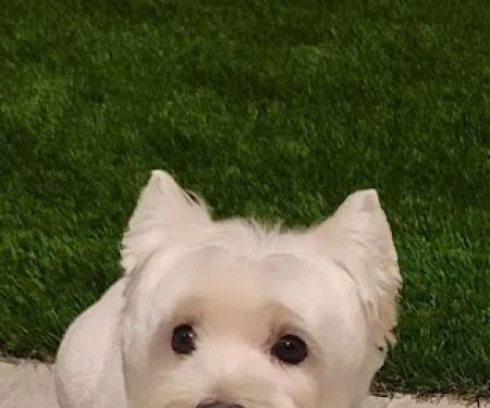 Sycamore Creek Animal Hospital