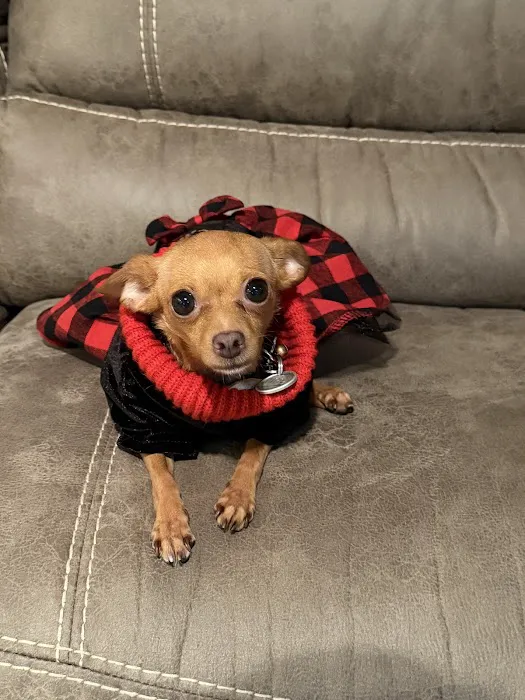 Sycamore Creek Animal Hospital Picture 2