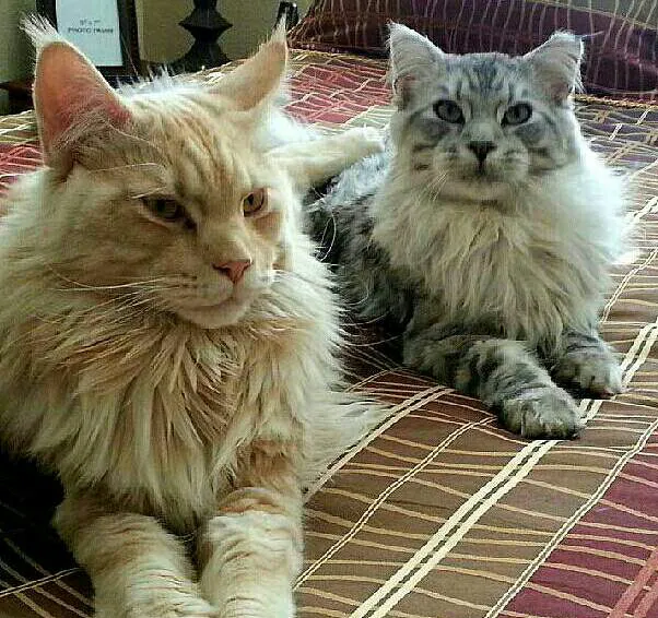 Sycamore Creek Animal Hospital Picture 3