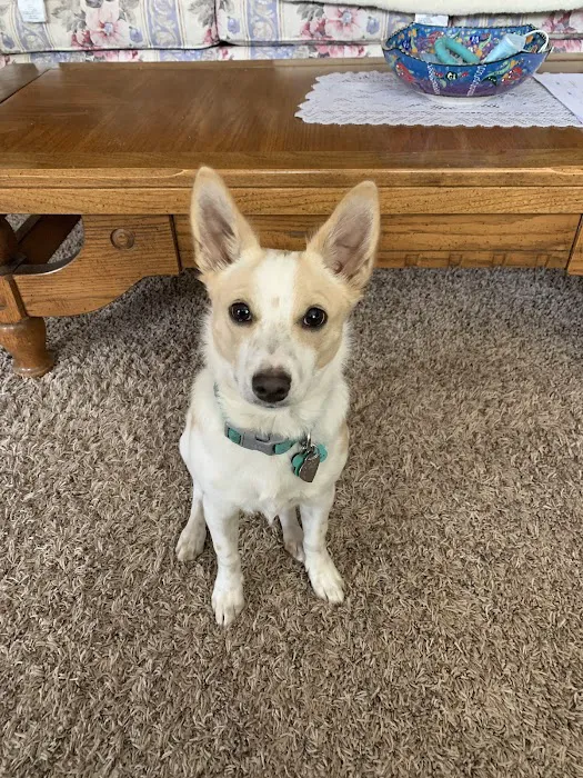 Sycamore Creek Animal Hospital Picture 4