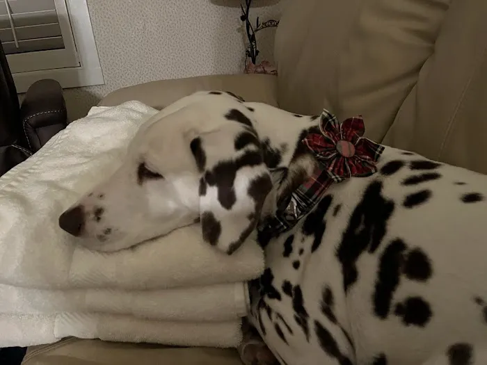 Sycamore Creek Animal Hospital Picture 7