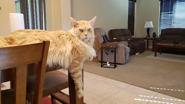 Sycamore Creek Animal Hospital Picture 9