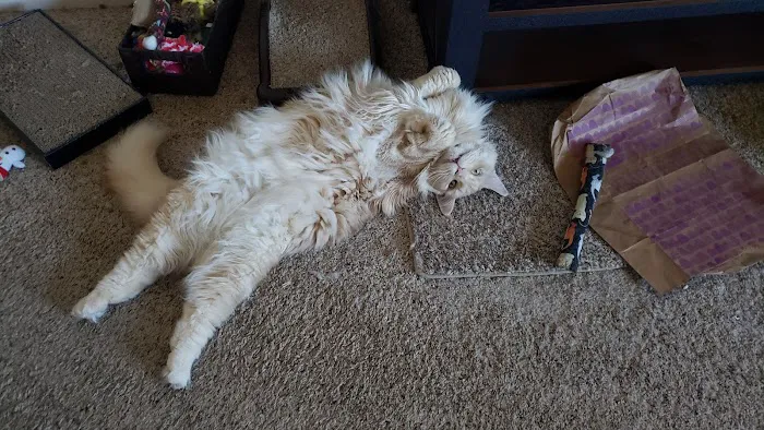 Sycamore Creek Animal Hospital Picture 10