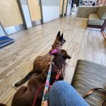 Sky Canyon Animal Hospital- Murrieta