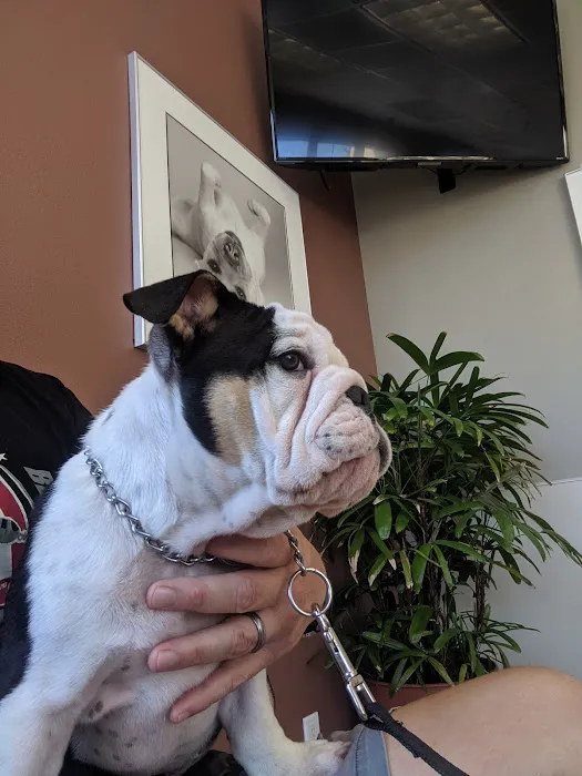 Sky Canyon Animal Hospital- Murrieta Picture 6