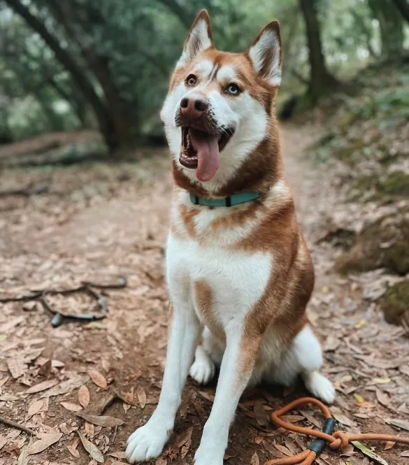 Sky Canyon Animal Hospital- Murrieta Picture 10