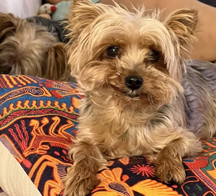 Temecula Valley Animal Hospital Picture 1