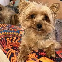 Temecula Valley Animal Hospital ico