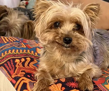 Temecula Valley Animal Hospital