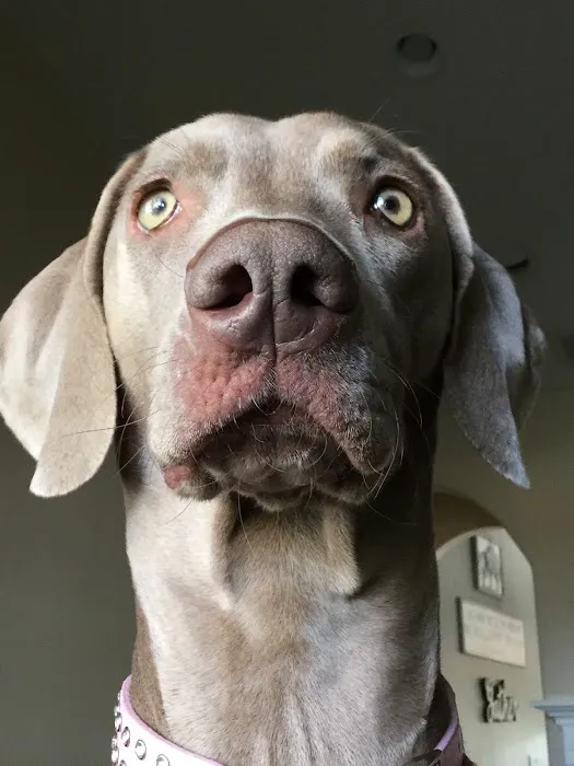 VCA Pet Medical Center Picture 3