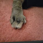 VCA Pet Medical Center