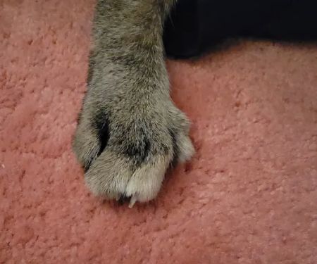 VCA Pet Medical Center