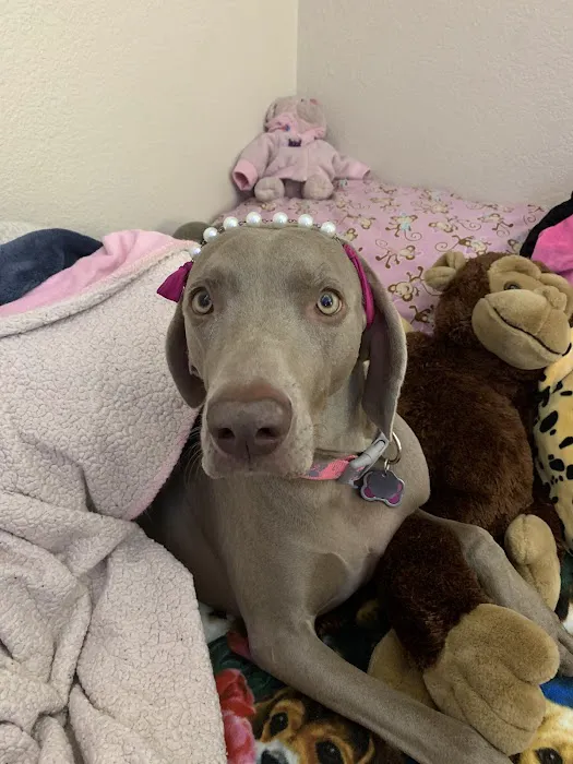 VCA Pet Medical Center Picture 7