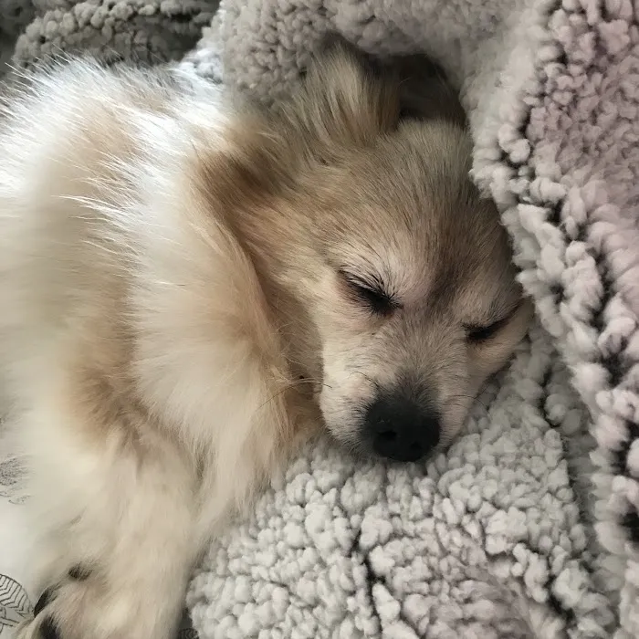 VCA Pet Medical Center Picture 6