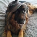 Vetco Total Care Animal Hospital