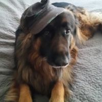 Vetco Total Care Animal Hospital ico