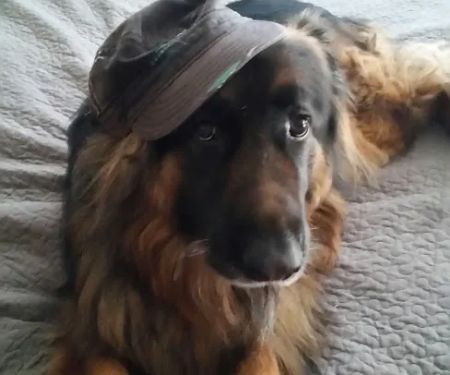 Vetco Total Care Animal Hospital