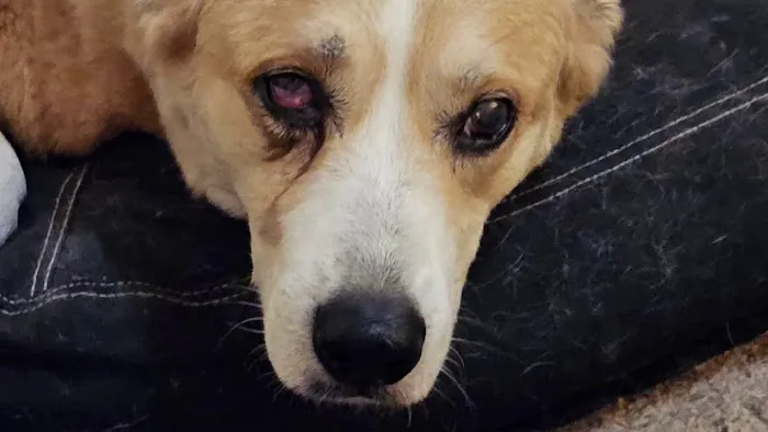 Animal Eye Vet - Marcella Ashton Picture 3