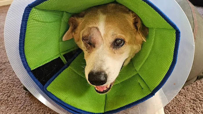 Animal Eye Vet - Marcella Ashton Picture 2