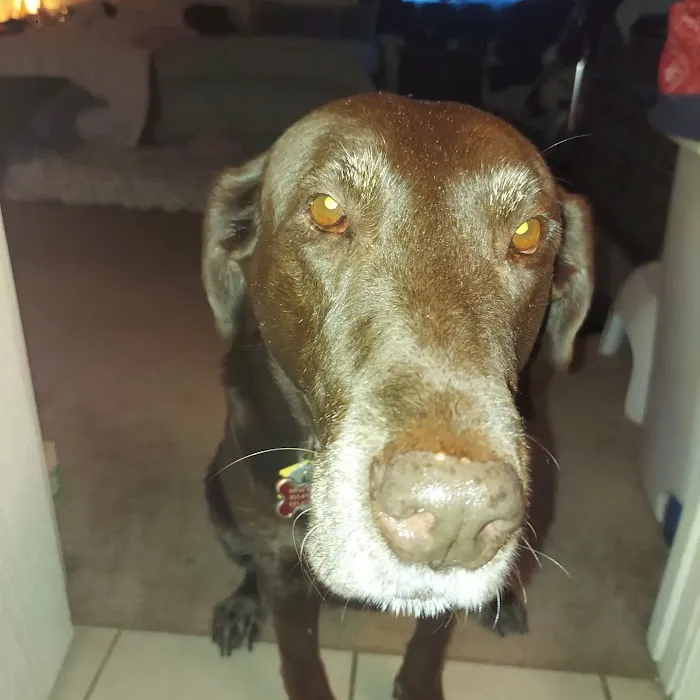 Animal Eye Vet - Marcella Ashton Picture 5