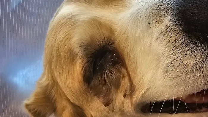 Animal Eye Vet - Marcella Ashton Picture 1