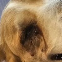 Animal Eye Vet - Marcella Ashton ico