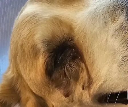 Animal Eye Vet - Marcella Ashton