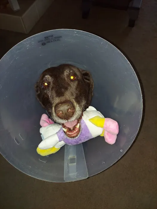 Animal Eye Vet - Marcella Ashton Picture 4