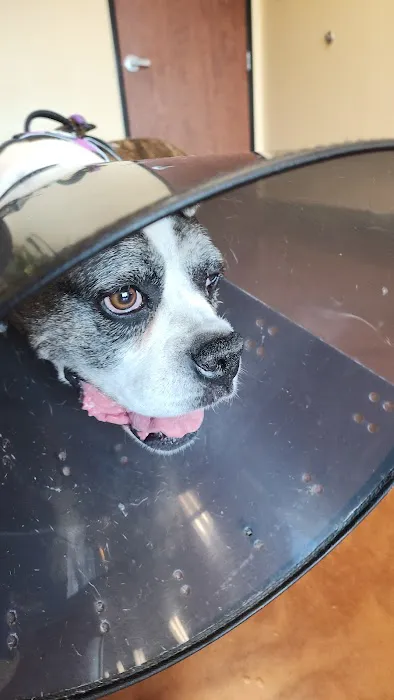 Animal Eye Vet - Marcella Ashton Picture 6