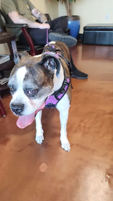 Animal Eye Vet - Marcella Ashton Picture 7