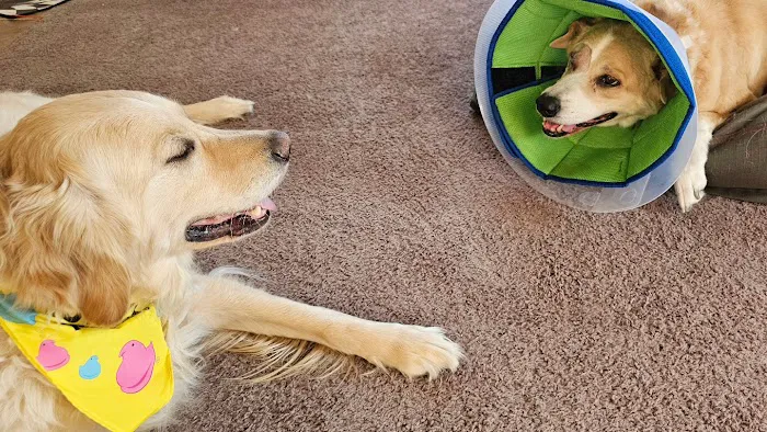 Animal Eye Vet - Marcella Ashton Picture 8