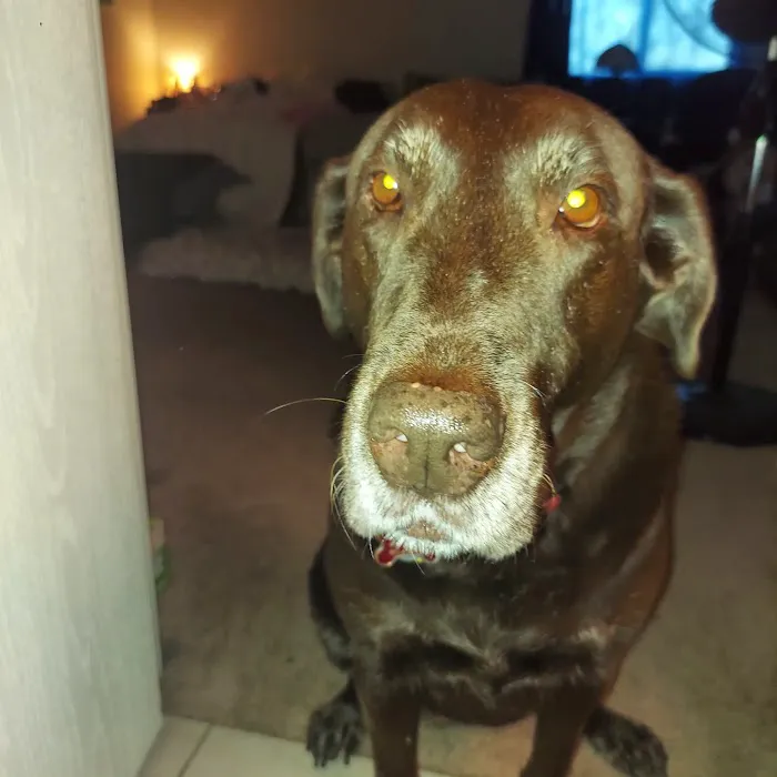 Animal Eye Vet - Marcella Ashton Picture 9