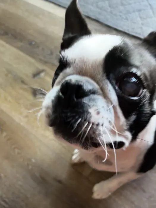 Animal Eye Vet - Marcella Ashton Picture 10